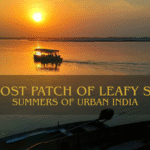 The Lost Patch of Leafy Shade